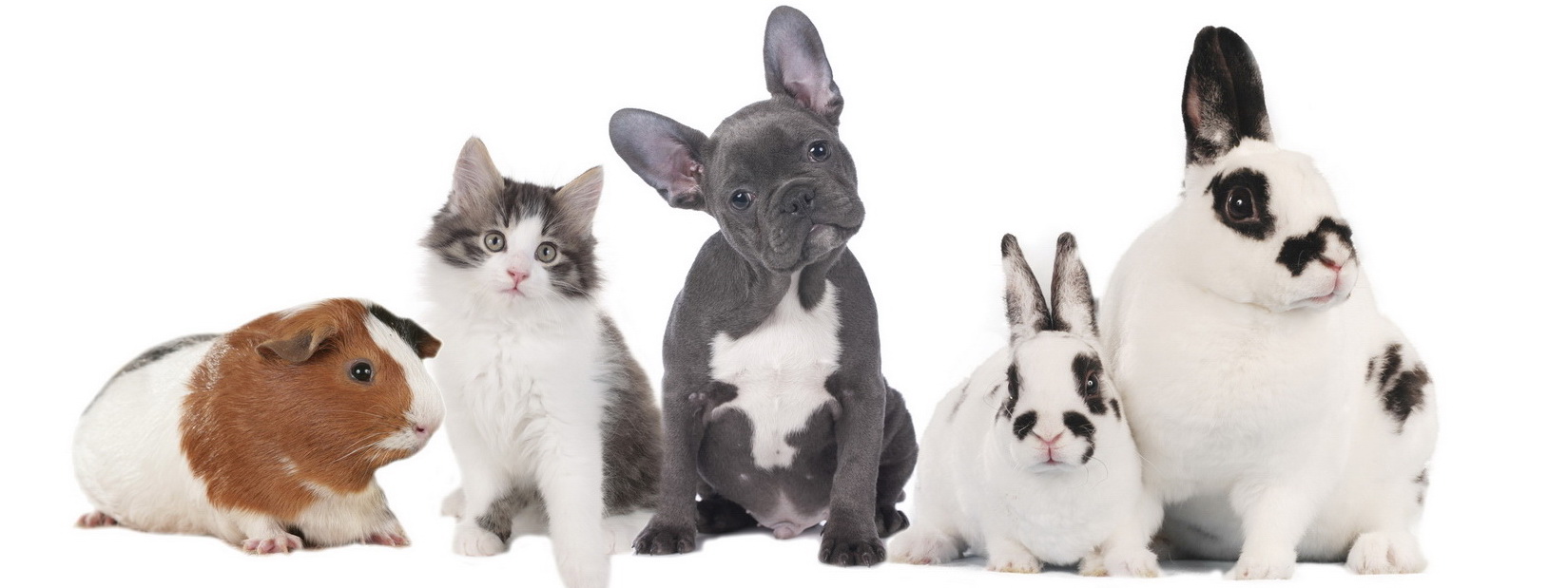 Dienstleistungen Tierarztpraxis Lüthi: Pet Shop